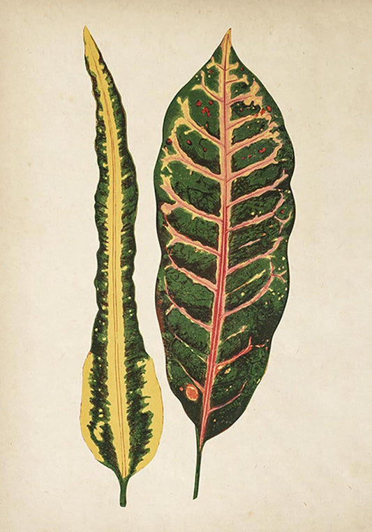 Antique Plant Leaves Poster