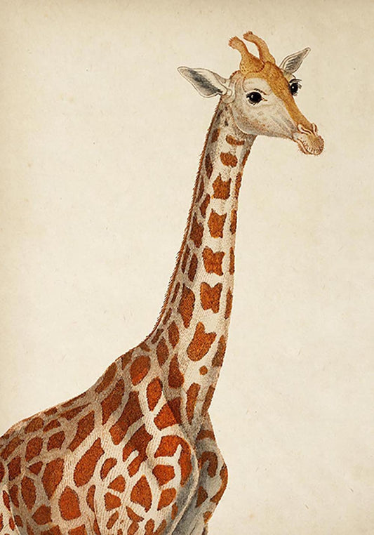 Antique Giraffe Poster