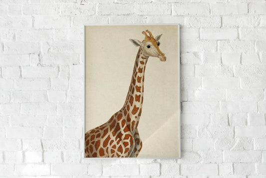 Antique Giraffe Poster