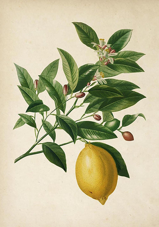 Antique Lemon Fruit Poster