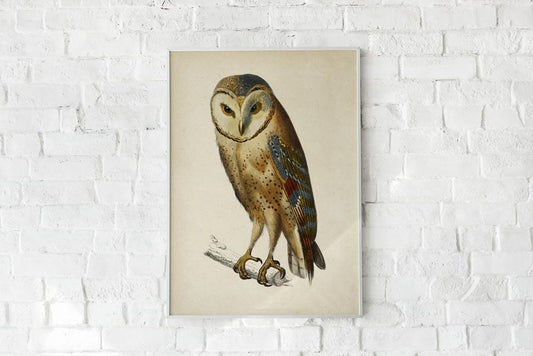 Antique Owl Poster
