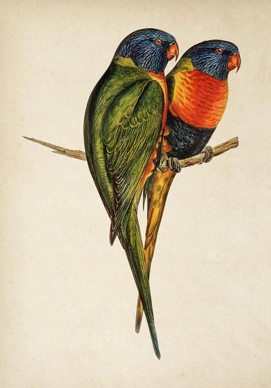 Antique Colorful Parrots Poster