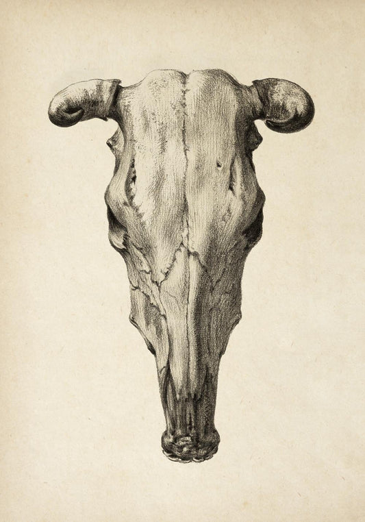 Antique Animal Cranium Poster