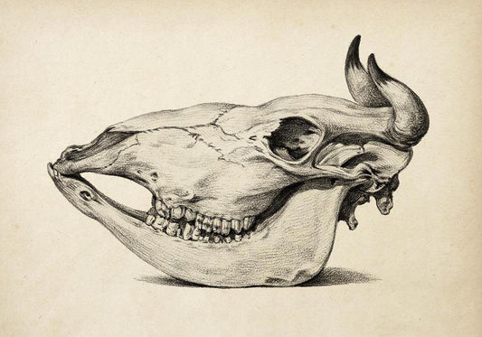 Antique Cow Skull Poster