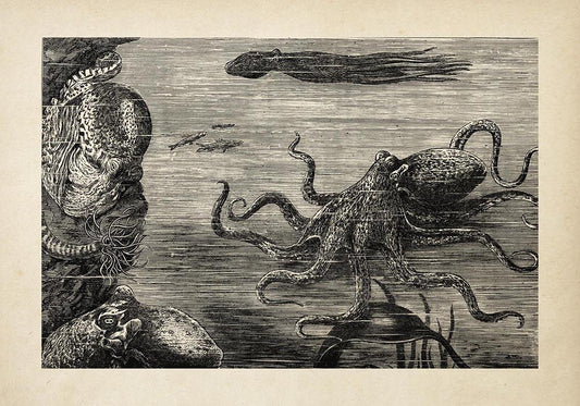 Antique Octopus Poster