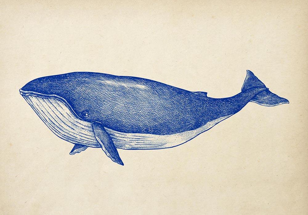 Antique Blue Whale Poster