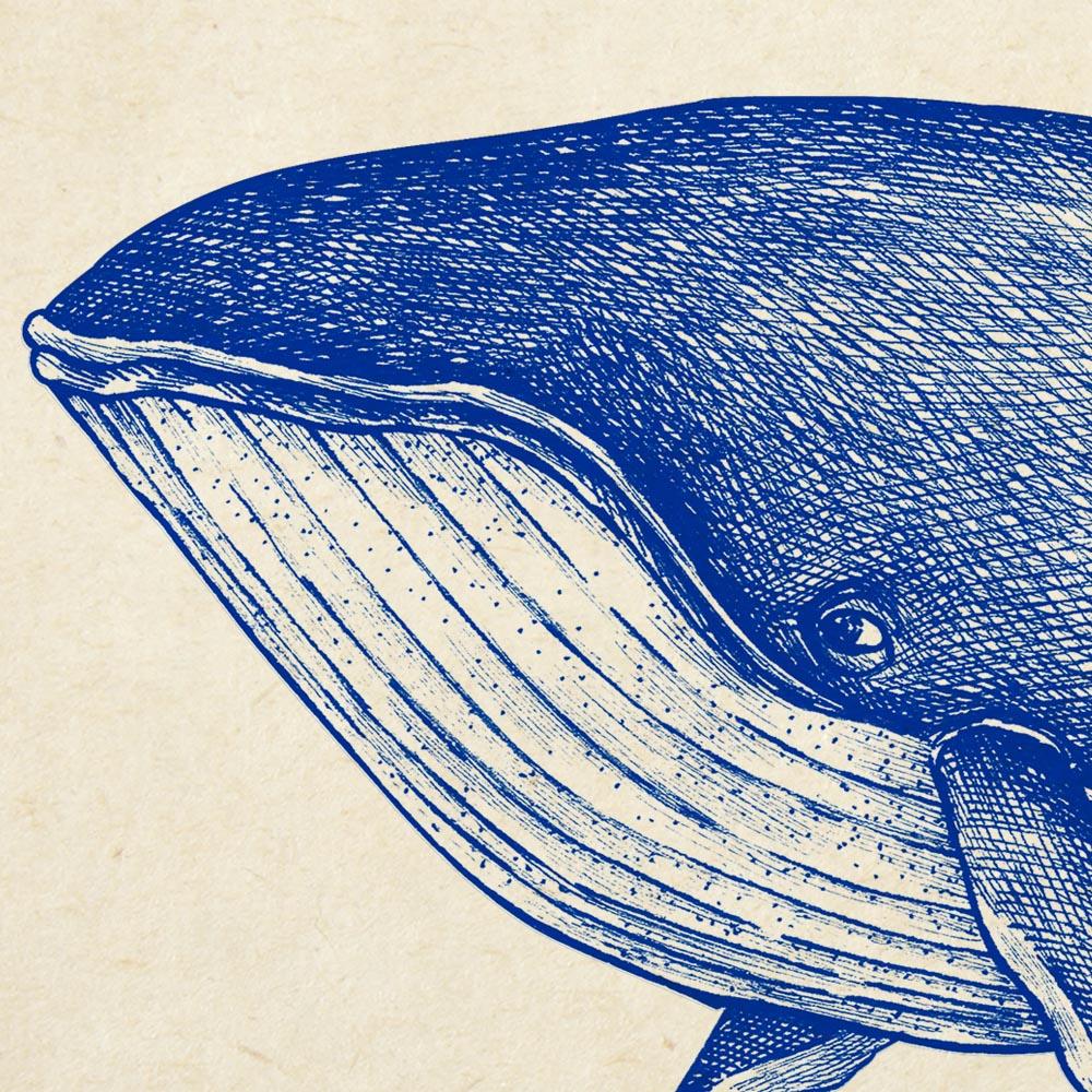 Antique Blue Whale Poster