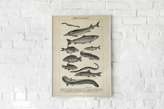 Antique Fishes Poster