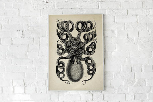 Antique Octopus I Poster