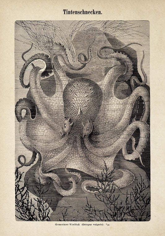 Antique Octopus III Poster
