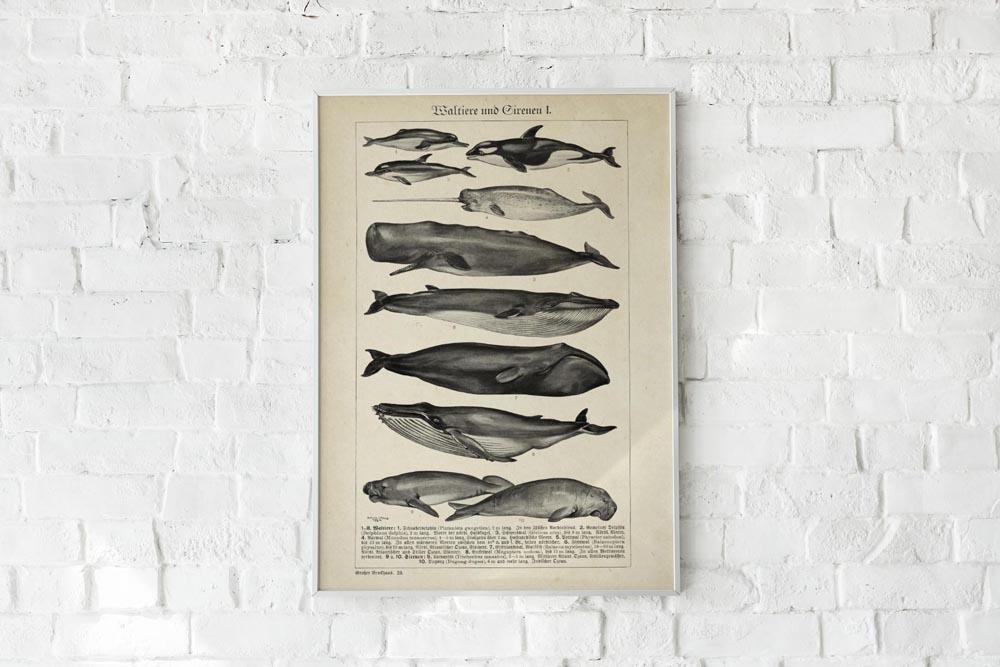 Antique Whales Chart Poster