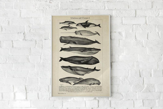 Antique Whales Chart Poster
