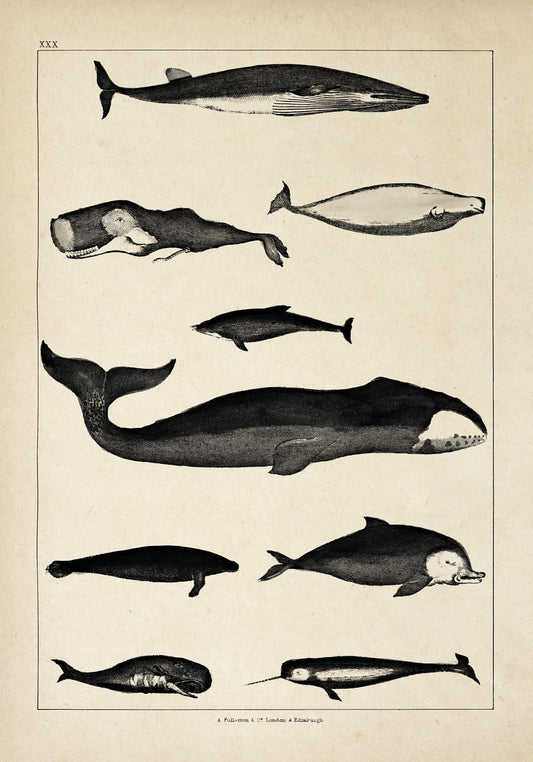 Antique Whales Chart I Poster
