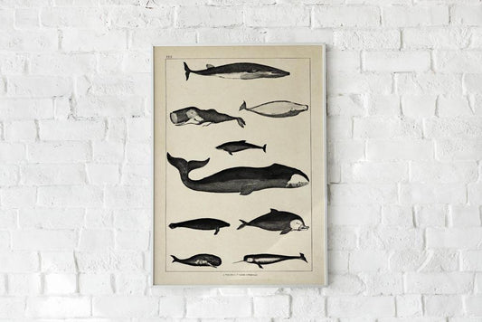 Antique Whales Chart I Poster