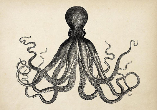 Antique Octopus IV Poster