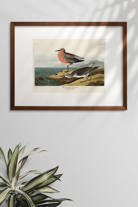 Red-breasted Sandpiper from Birds of America Poster