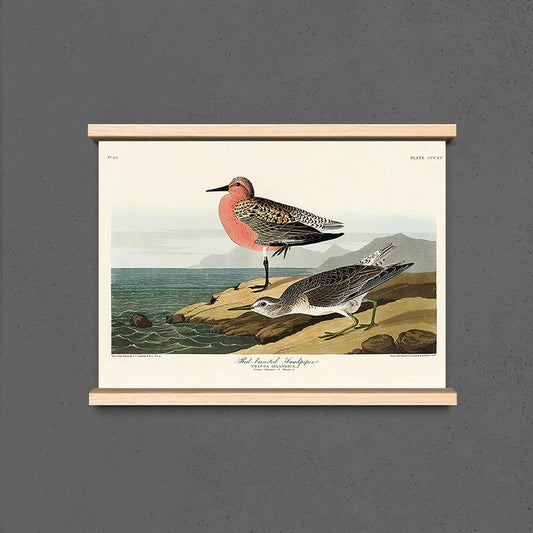 Red-breasted Sandpiper from Birds of America Poster