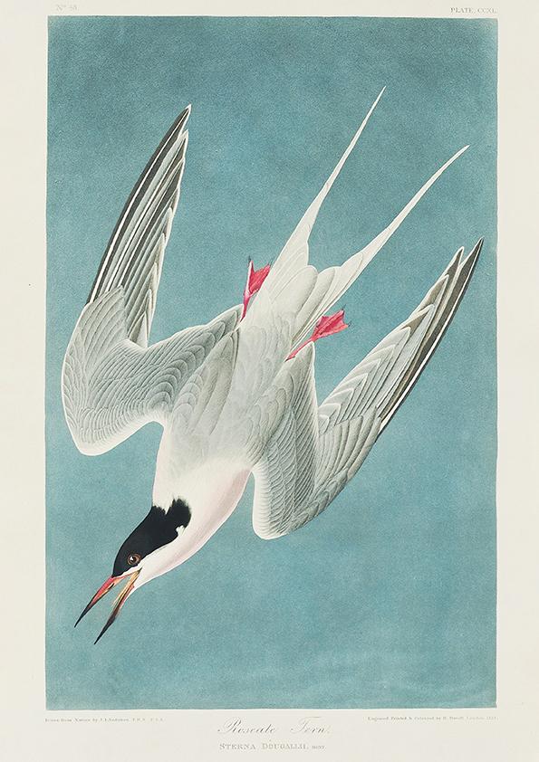 Roseate Tern Vintage Poster