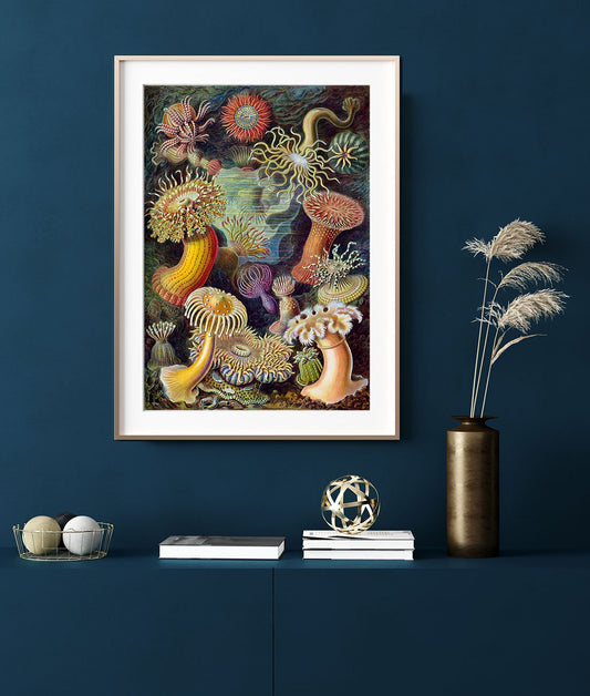 Anemones by Ernst Haeckel Poster