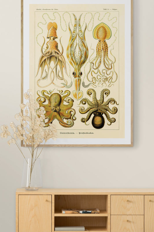 Gamochonia by Ernst Haeckel Poster