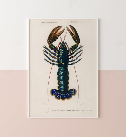 Crustacean Lobster