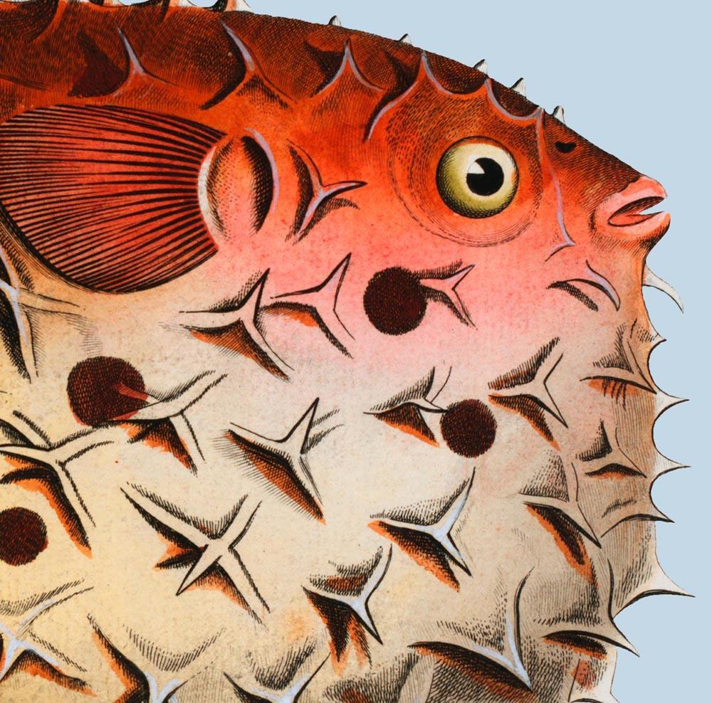 Blowfish Fish Poster