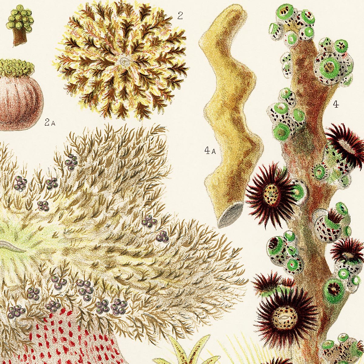 Great Barrier Reef Anemones Nr 3