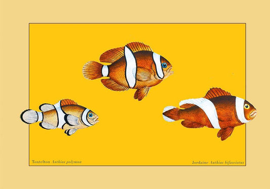 Yellow Anthias Fish Poster