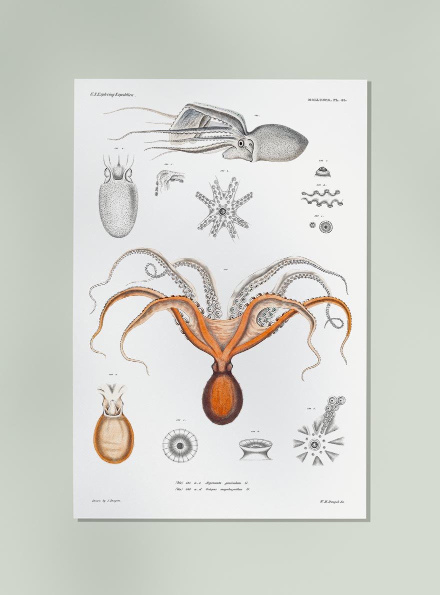 Red Octopus Poster