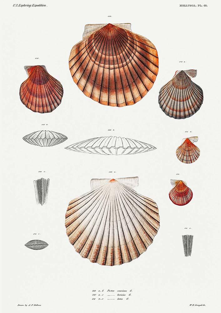 Shells Chart Poster