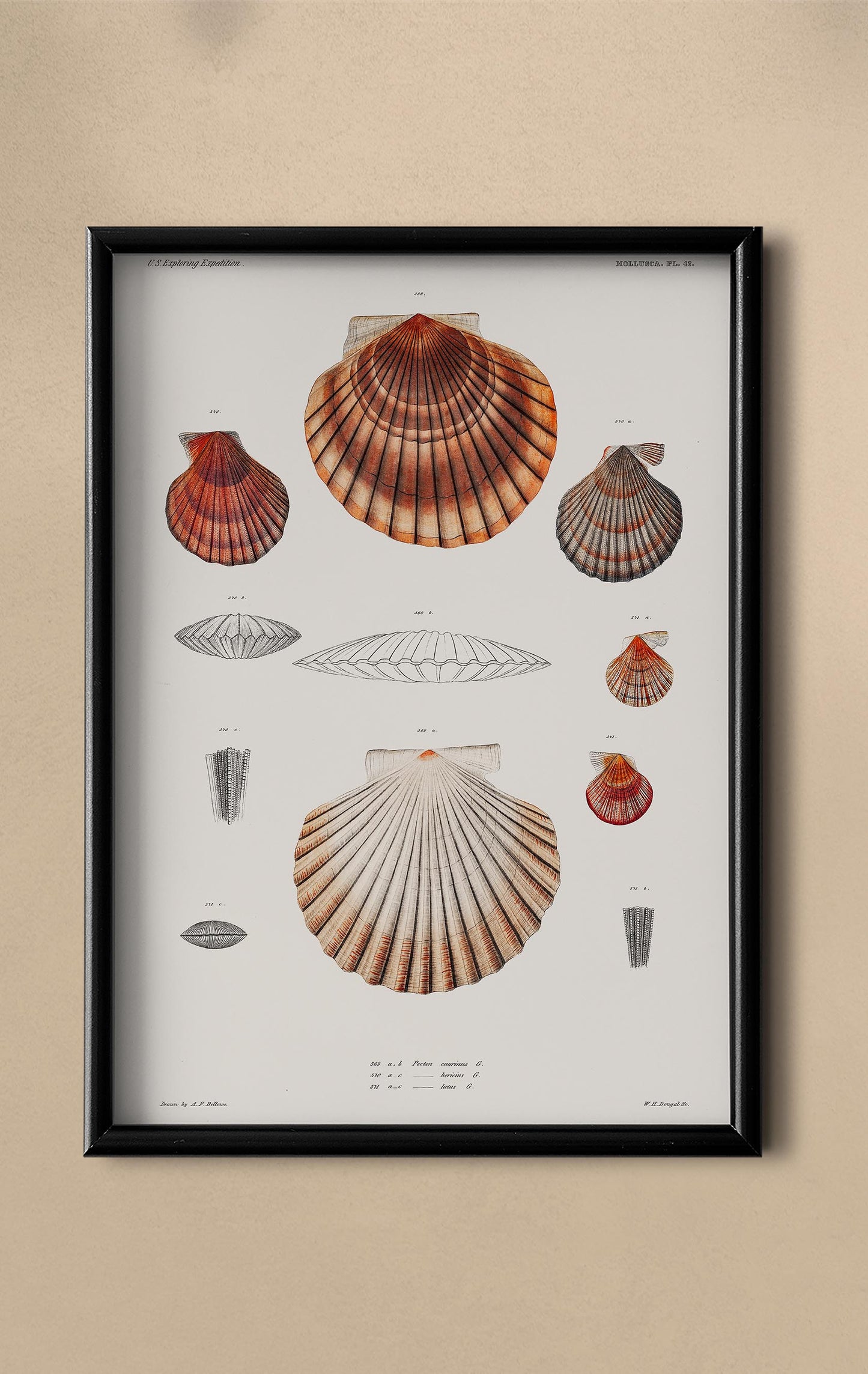 Shells Chart Poster