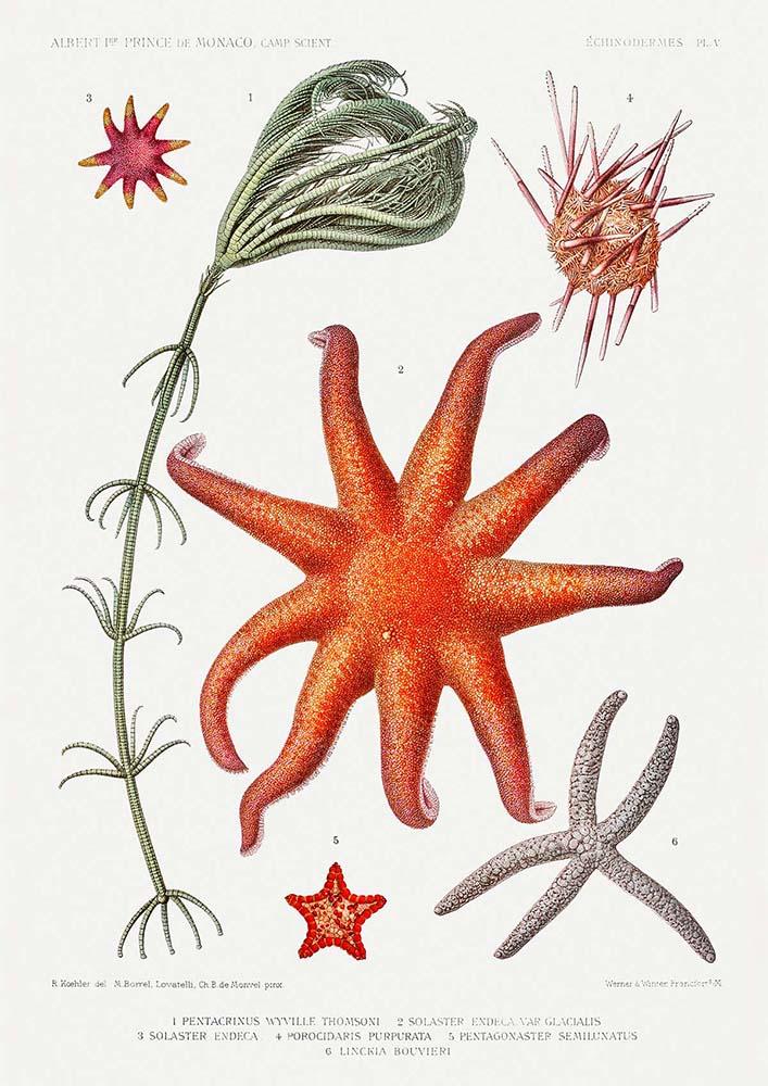 Starfish Varieties Chart Poster