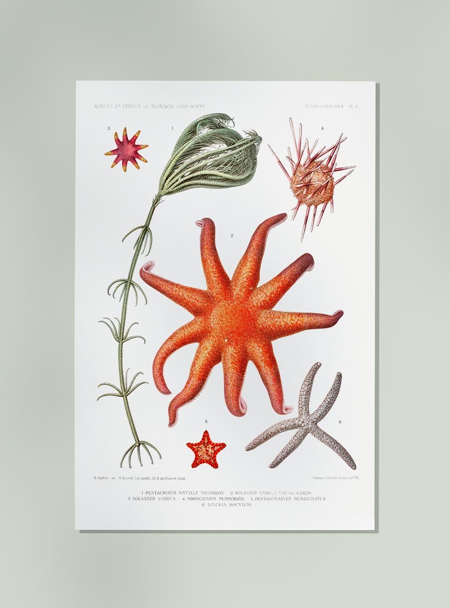 Starfish Varieties Chart Poster