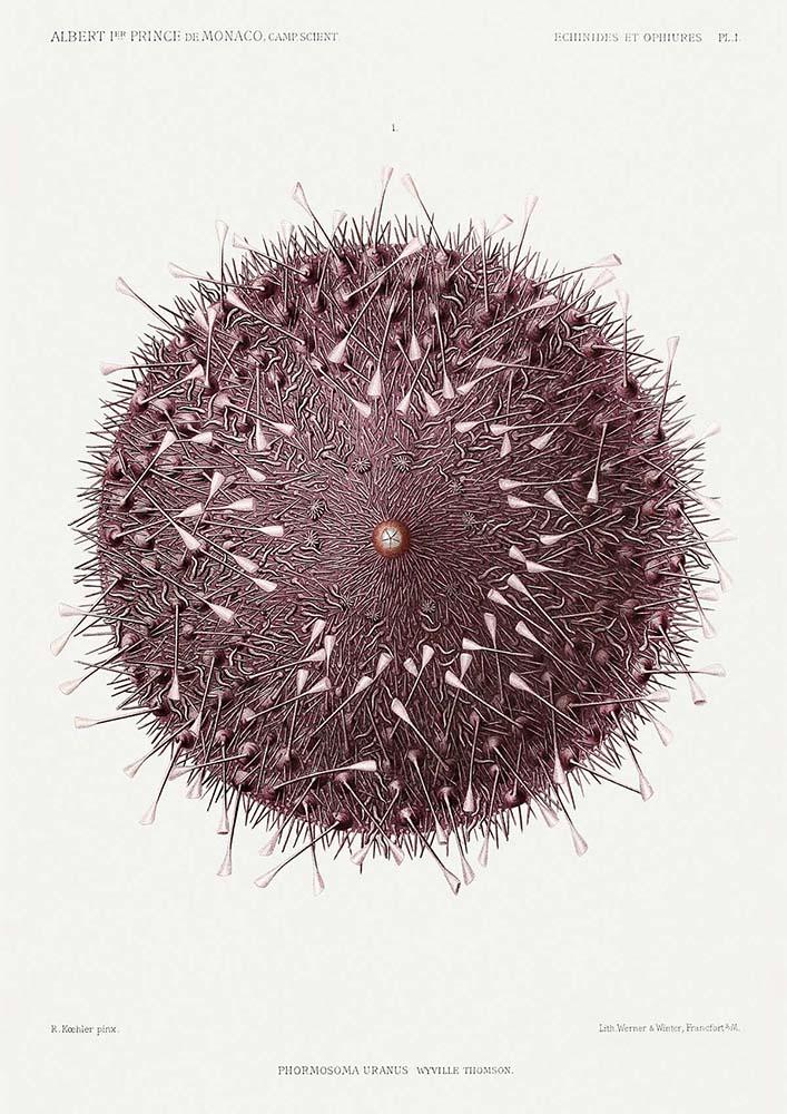 Sea Urchin Poster