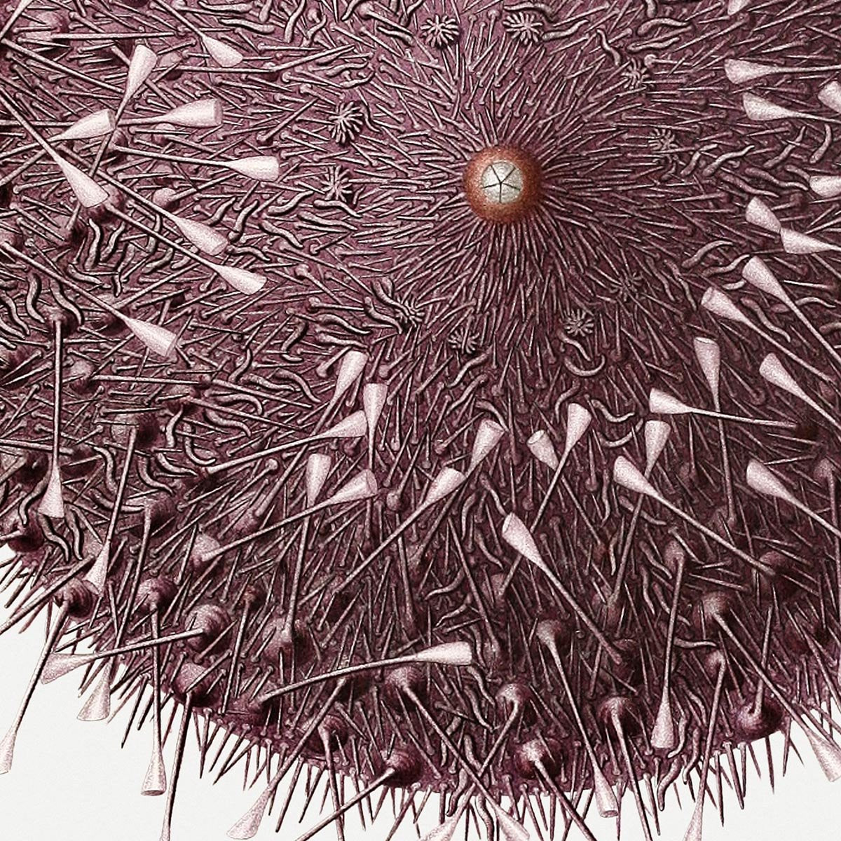 Sea Urchin Poster