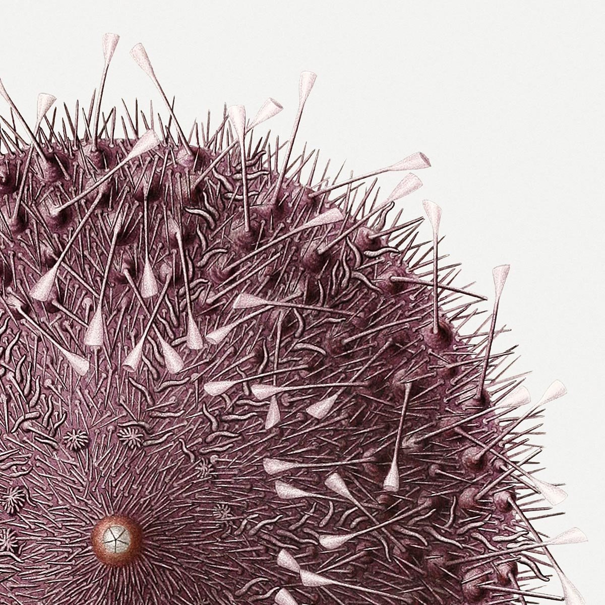 Sea Urchin Poster