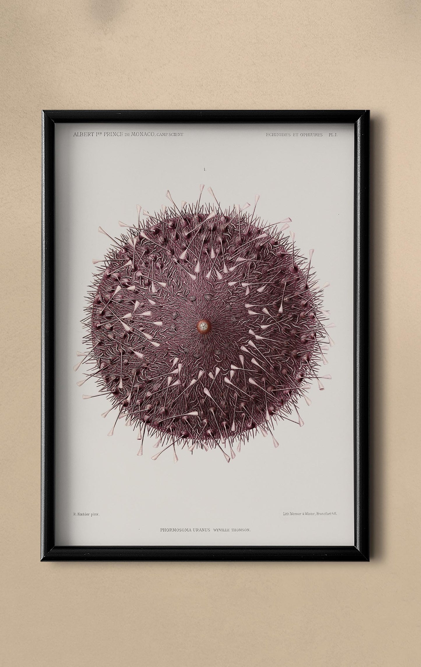 Sea Urchin Poster