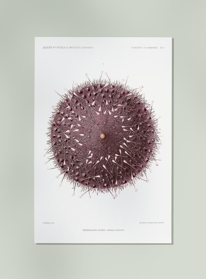 Sea Urchin Poster