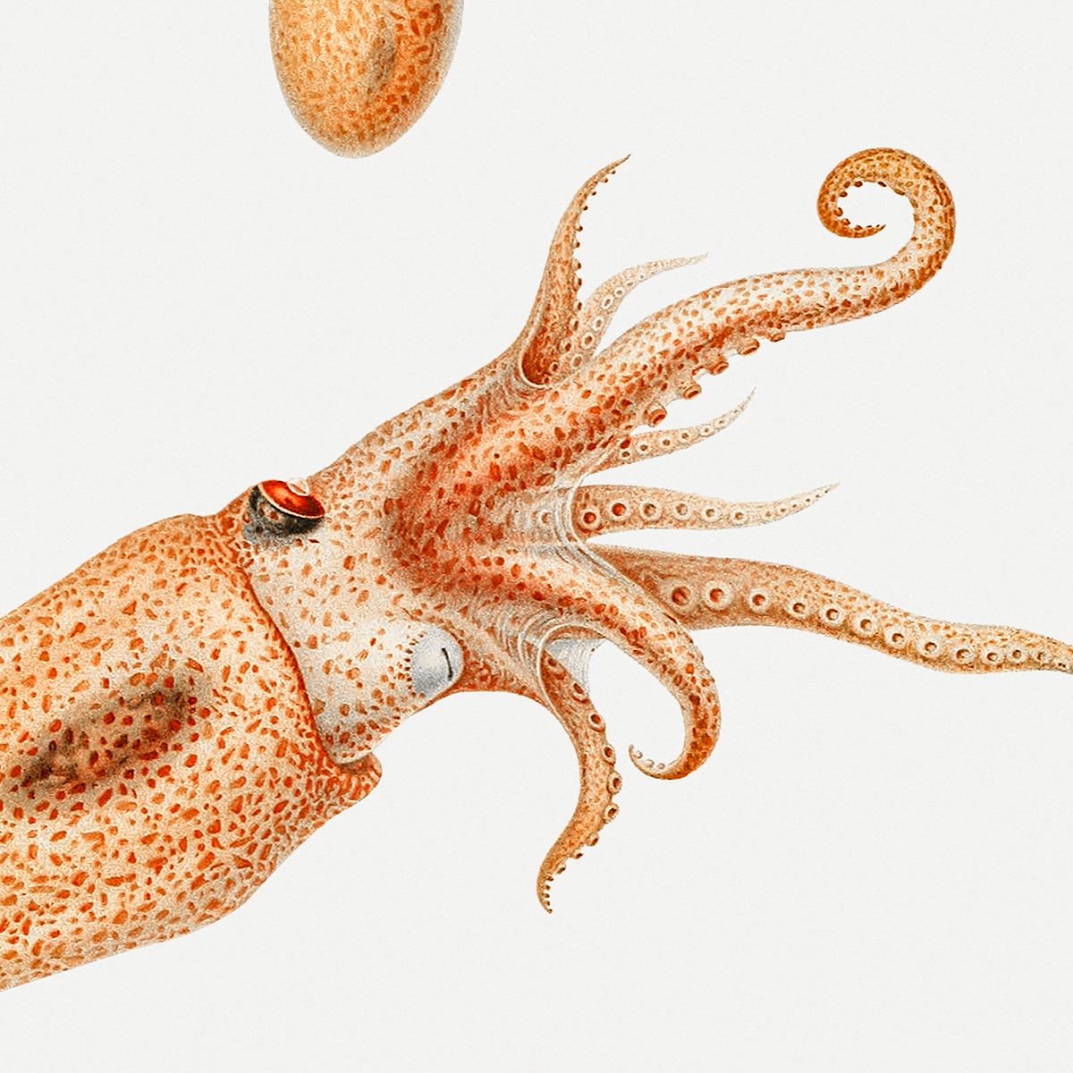 Bolitaena Octopus Poster