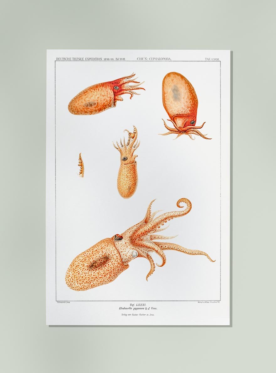 Bolitaena Octopus Poster