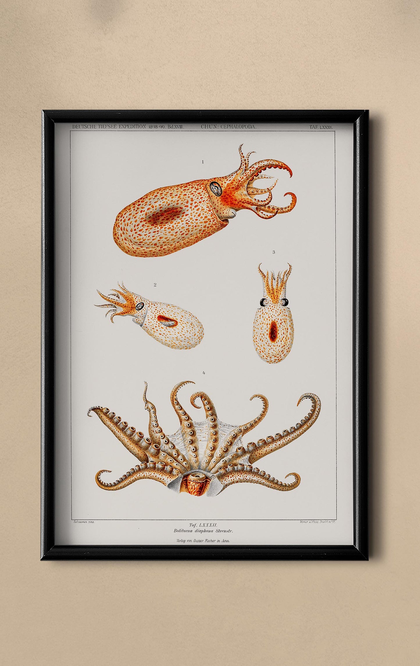 Bolitaena Octopus 2 Poster
