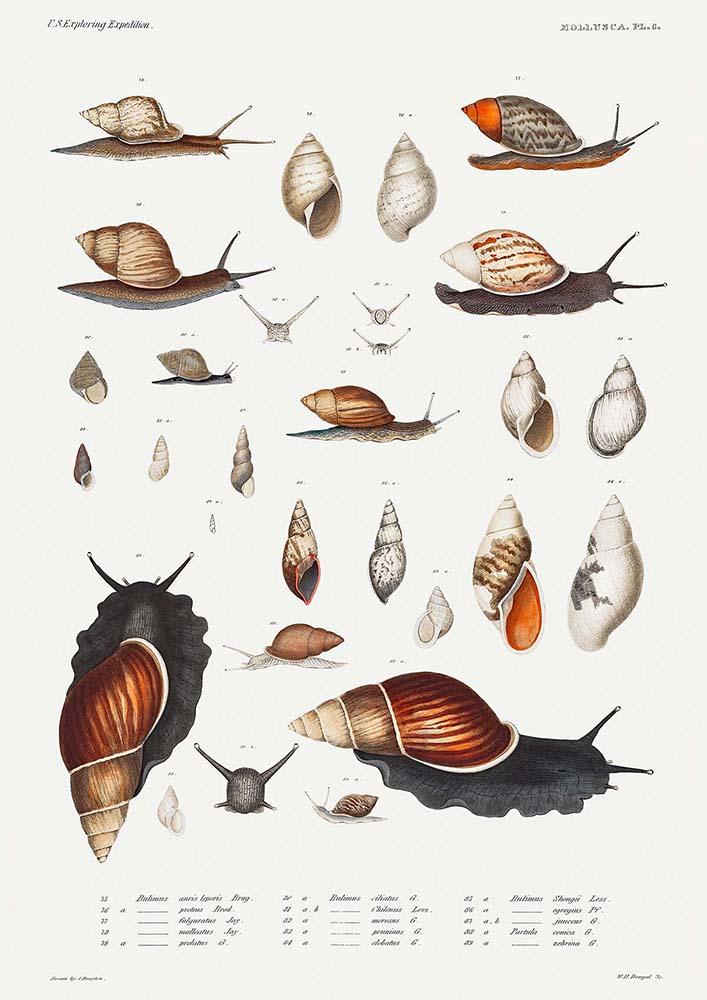 Sea Snail Chart Poster
