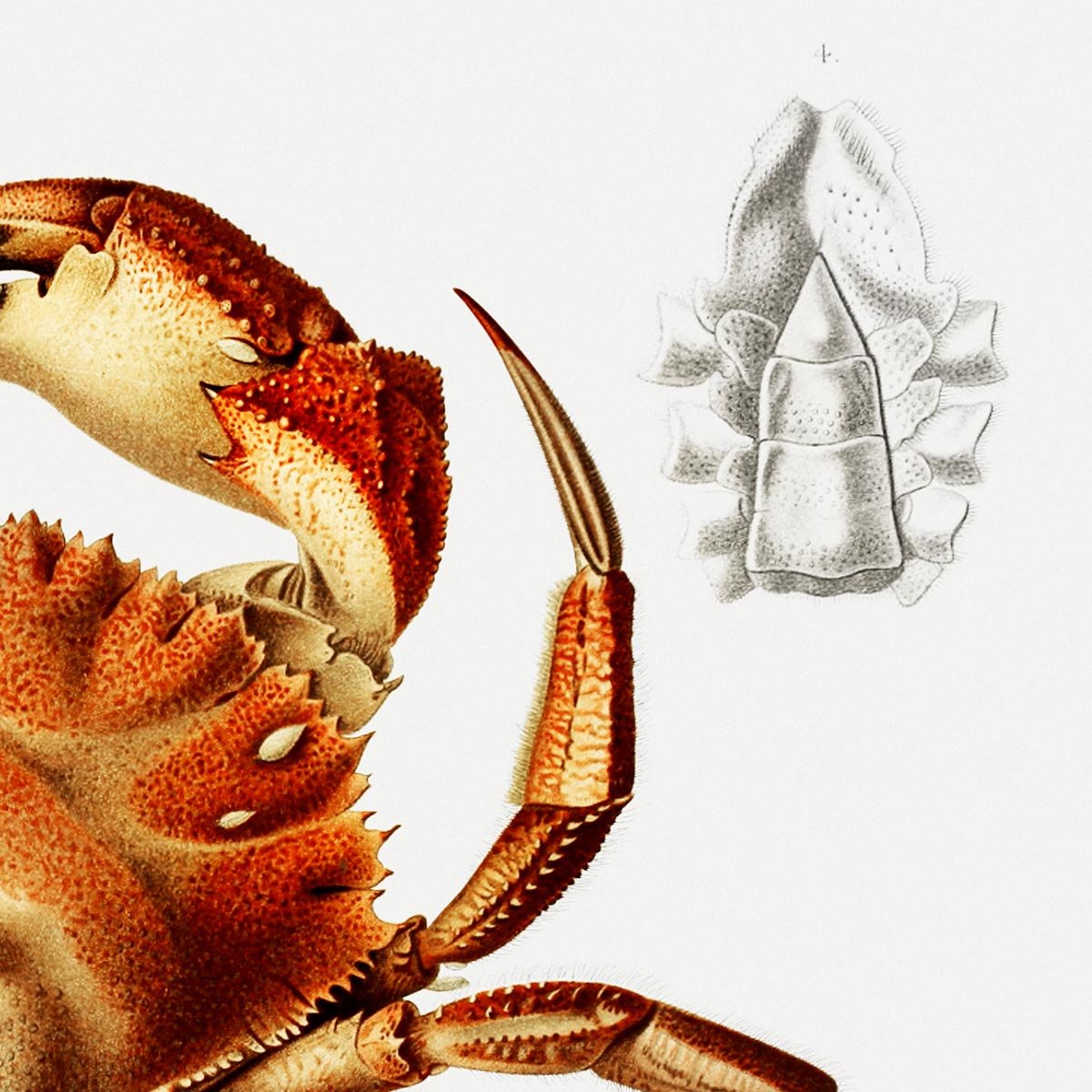 Dungeness Crab Poster