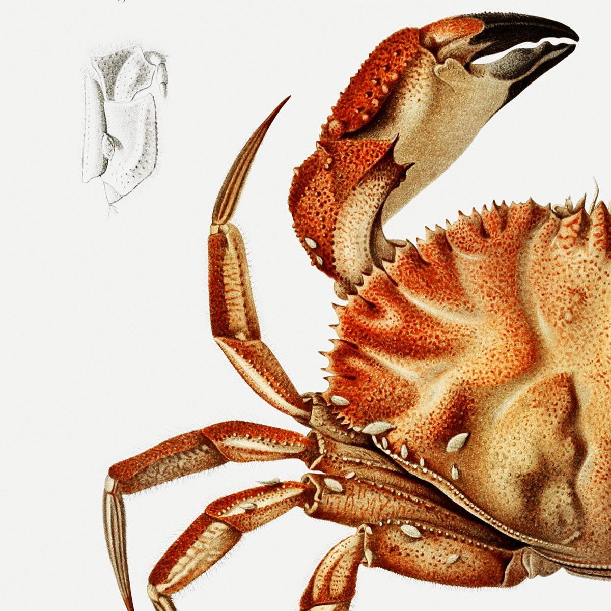 Dungeness Crab Poster