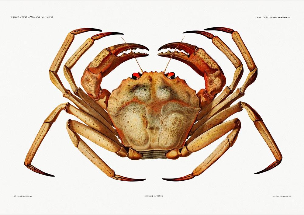 Atlantic Deep Sea Red Crab Poster