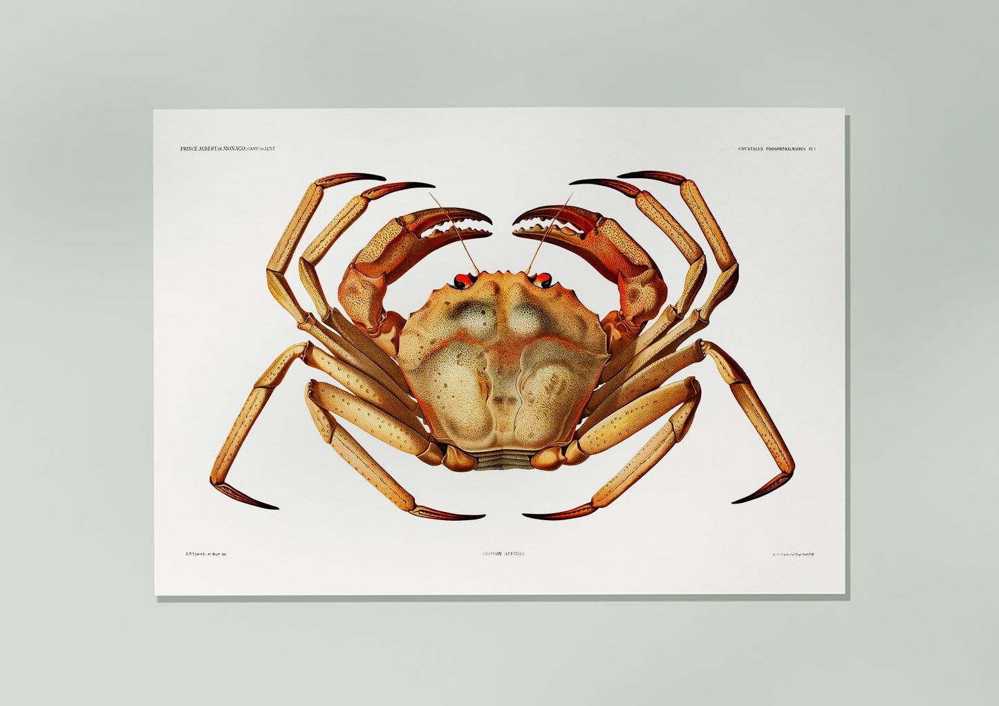 Atlantic Deep Sea Red Crab Poster