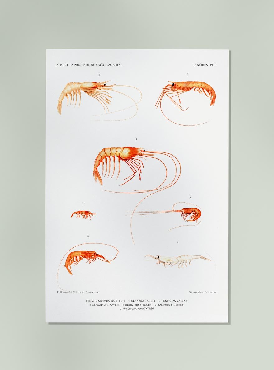 Shrimp Collage Poster