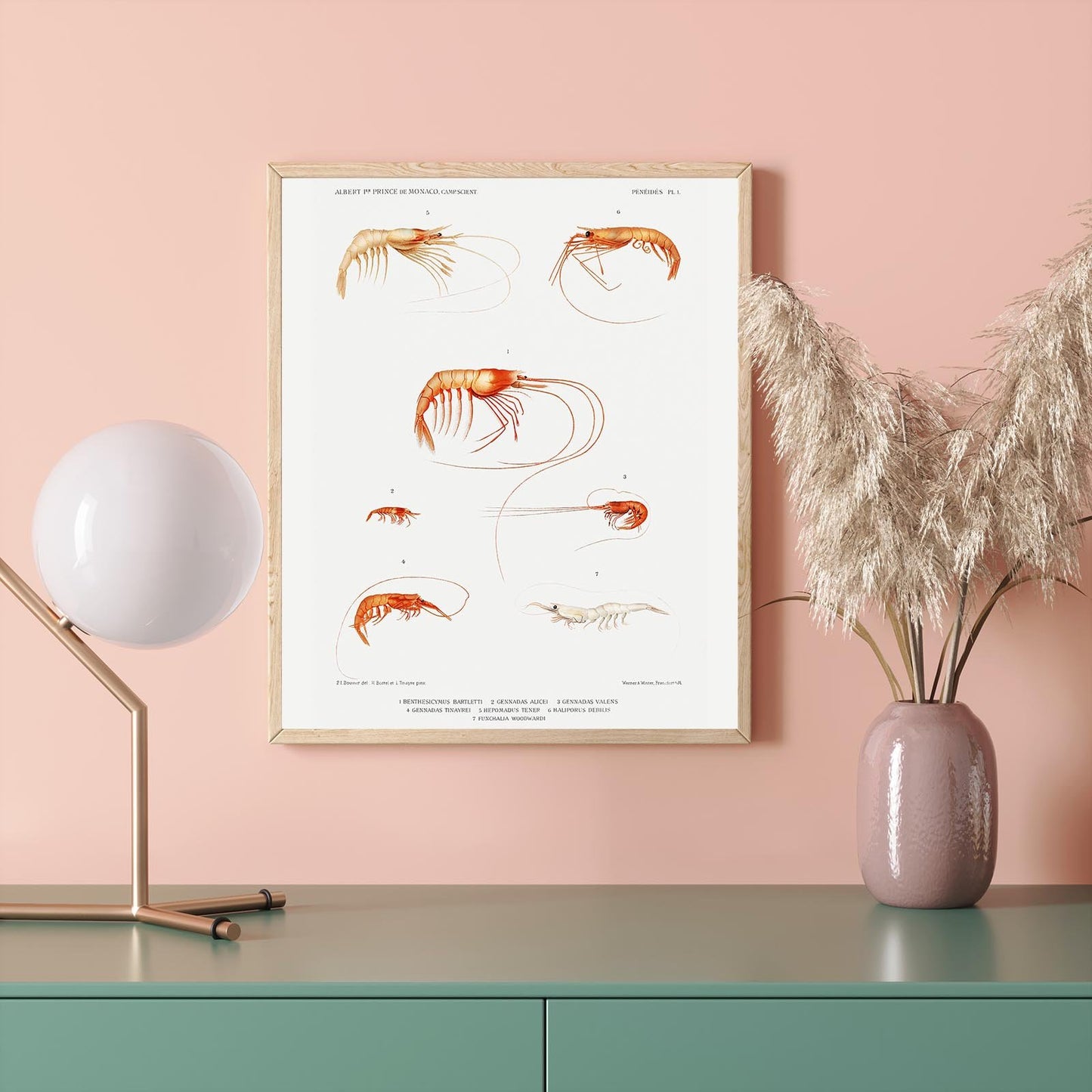 Shrimp Collage Poster