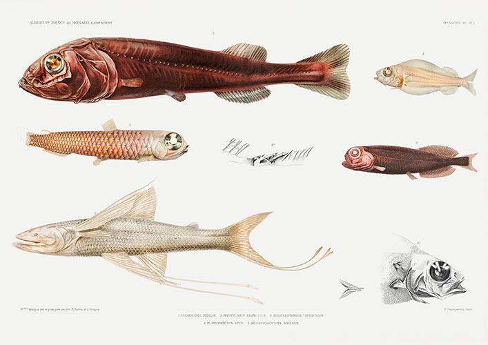 Deep sea fish varieties Poster