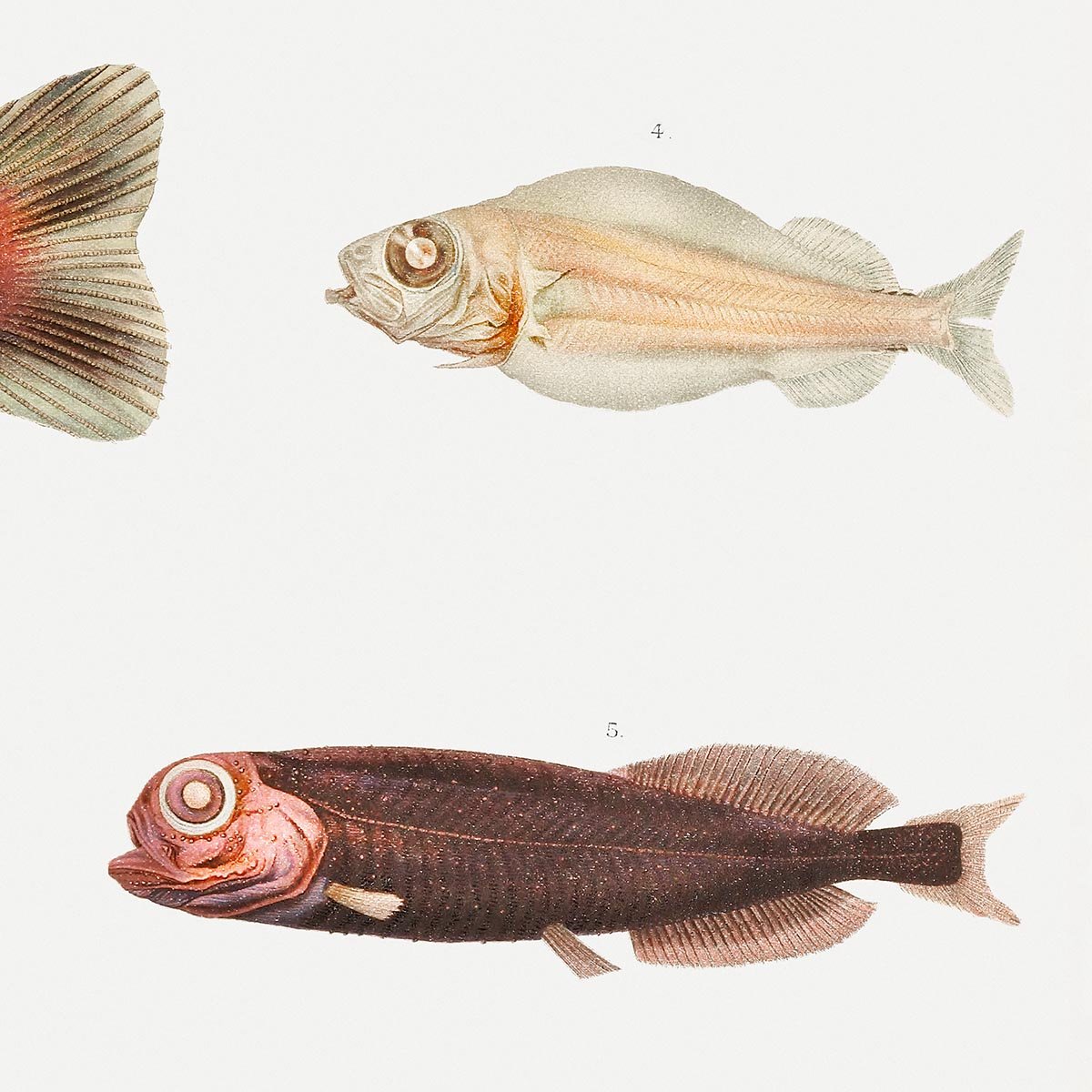 Deep sea fish varieties Poster